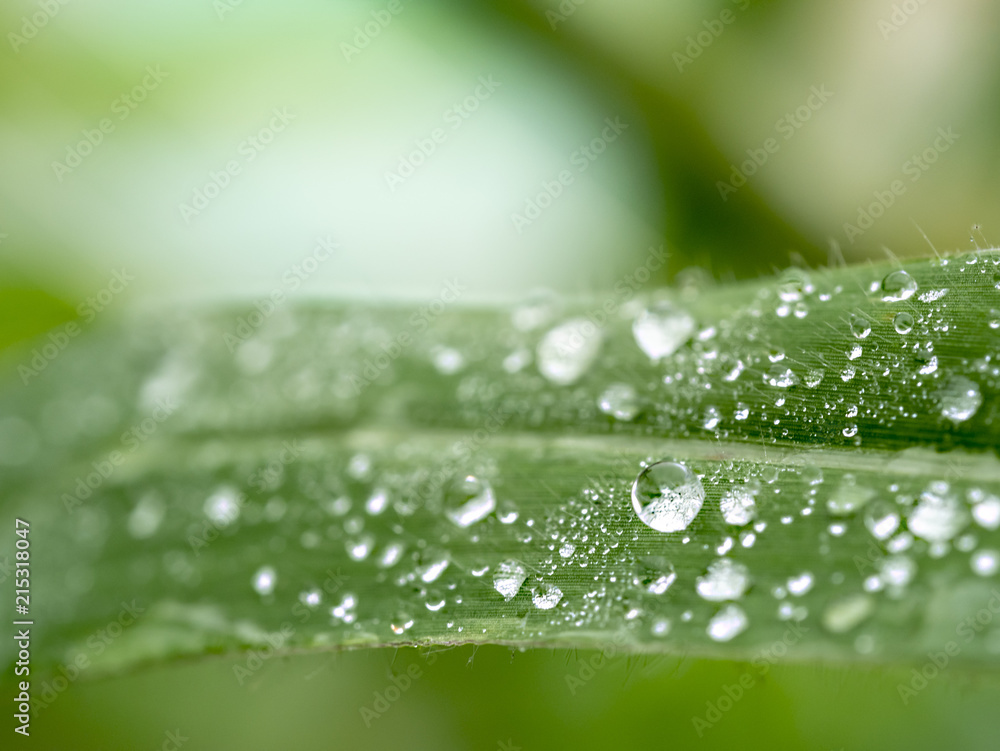 beautiful water drops on grass leaves blured and soft focus beautiful water drops on grass leaves blured and soft focus