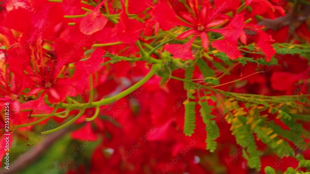 Royal poinciana, delonix regia from the fabaceae family also none as the flame tree, with its vibrant red flowers, panoramic panning camera high definition stock footage clip. Royal poinciana, delonix regia from the fabaceae family also none as the flame tree, with its vibrant red flowers, panoramic panning camera high definition stock footage clip.