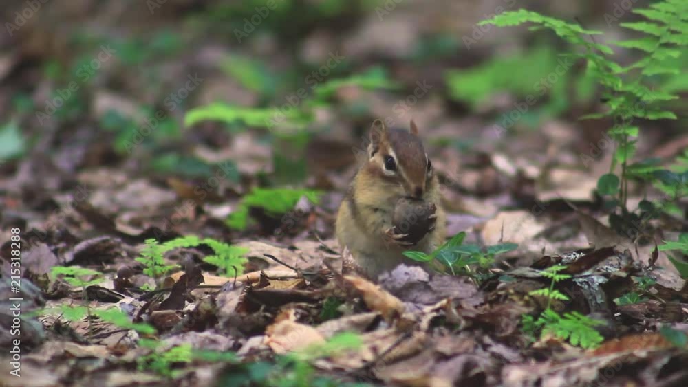 A chipmunk eating an acorn on the forest floor. A chipmunk eating an acorn on the forest floor.