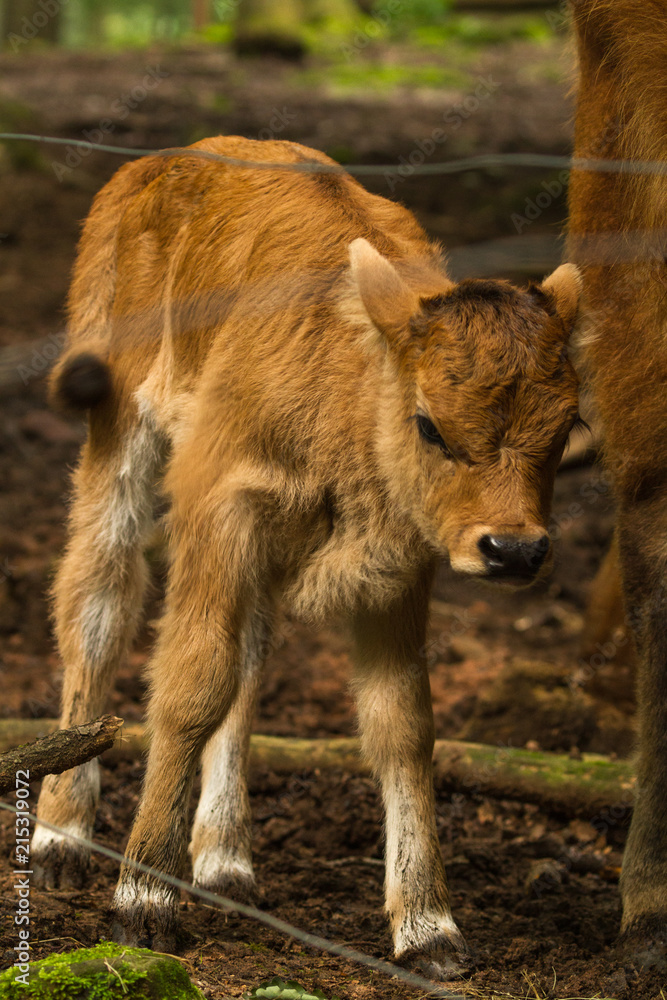 Fototapeta premium Calf in Wildpark