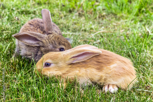 two rabbits photo