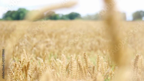 Field Of Cereals photo