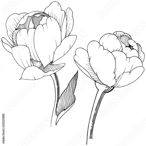 Peony in a vector style isolated. Full name of the plant: peony. Vector flower for background, texture, wrapper pattern, frame or border.