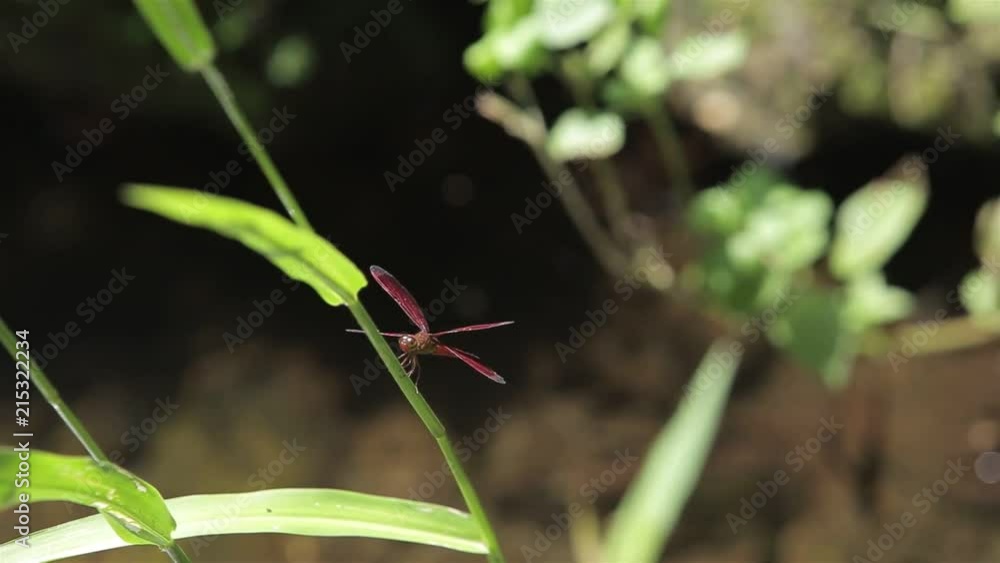 Pink Dragonfly On Plant - Static Pink Dragonfly On Plant - Static