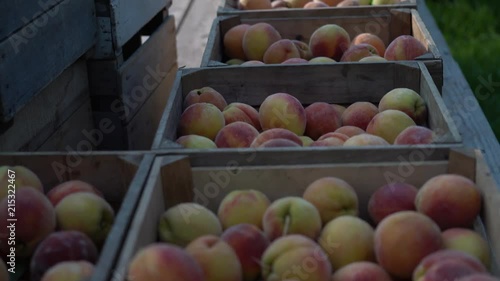 Closeup and focus shift of freshly picked peaches in crates. photo