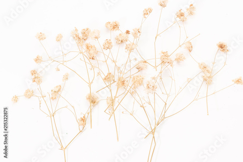 Closeup of group white dry Gypsophil on white backgruond