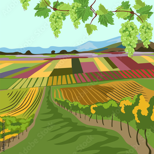 vineyard. multi-colored fields. autumn landscape