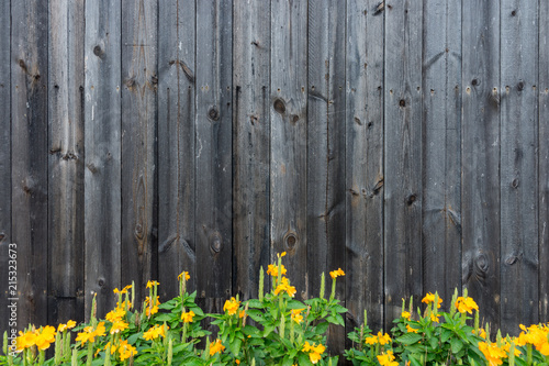 Dark wooden texture background with yellow flowers