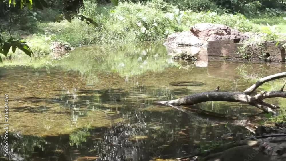 Tree Trunk Laying In River Surrounded By Flora And Rocks - Pan - Left To Right Tree Trunk Laying In River Surrounded By Flora And Rocks - Pan - Left To Right