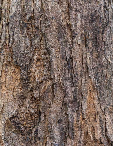 Fototapeta Naklejka Na Ścianę i Meble -  wood bark texture for background .