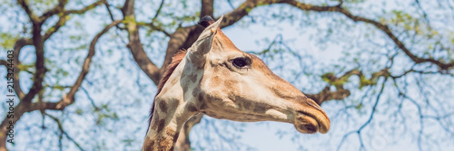 giraffe eating from a tree in a gorgeous landscape in Africa BANNER, long format photo