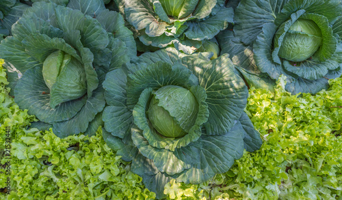 green cabbage growing on the ground.