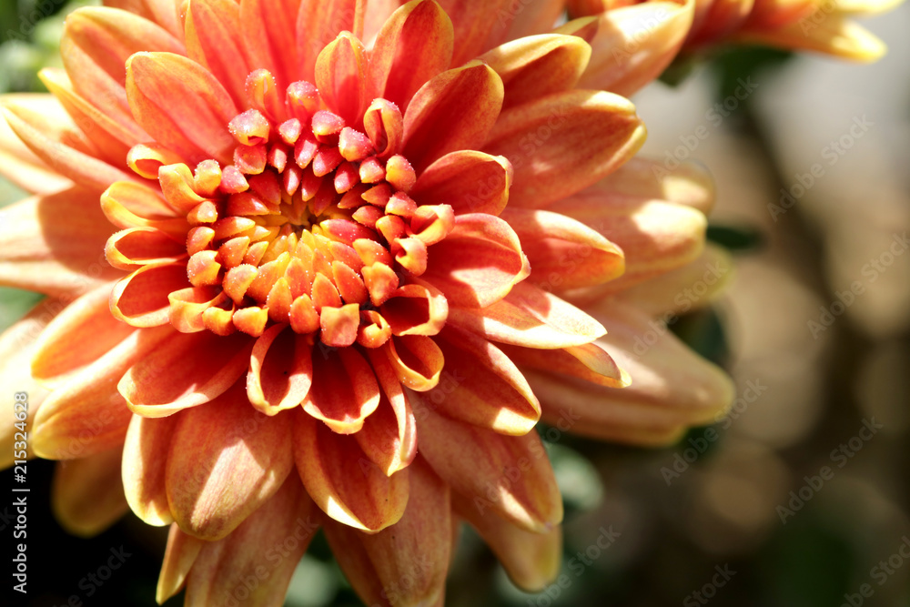 macro close up of red orange petal Chrysanthemum flower with bokeh background, sometimes called mums or chrysanths macro close up of red orange petal Chrysanthemum flower with bokeh background, sometimes called mums or chrysanths