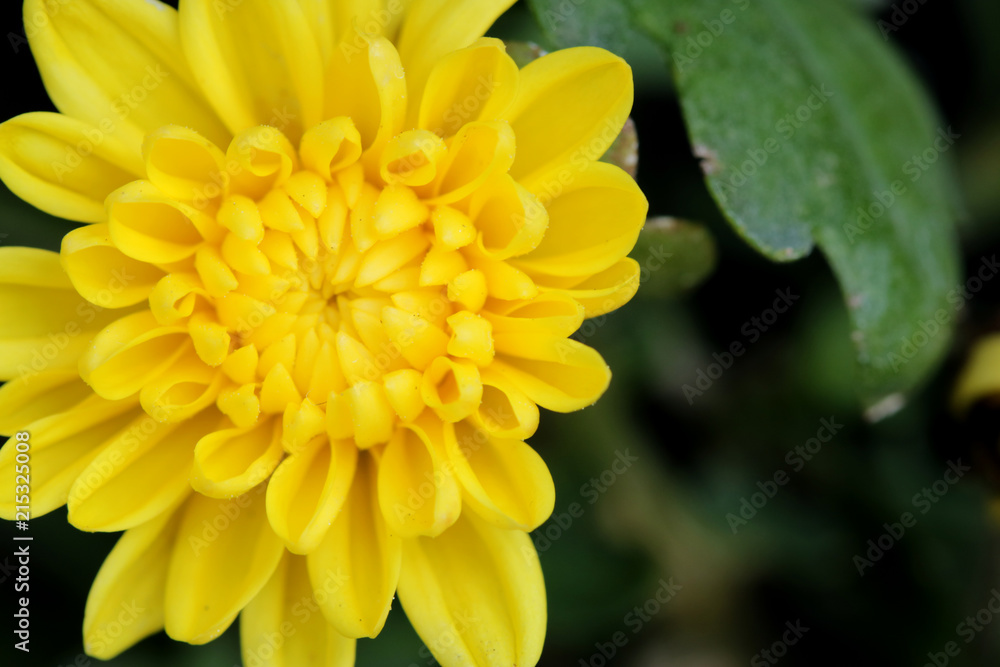 macro close up of yellow petal Chrysanthemum flower with bokeh background, sometimes called mums or chrysanths. warna orange: macro close up of yellow petal Chrysanthemum flower with bokeh background, sometimes called mums or chrysanths. warna orange:
