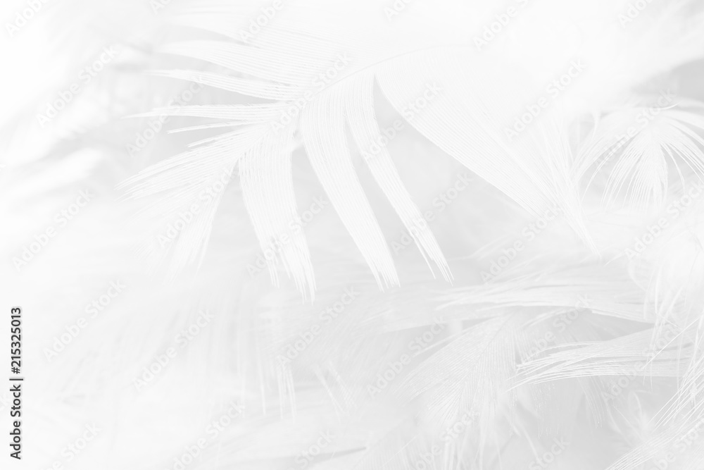 black and white feather texture background black and white feather texture background