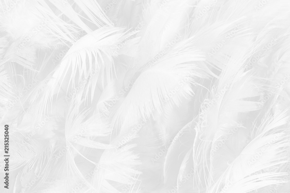 black and white feather texture background black and white feather texture background