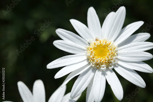 close up oxeye Daisy Leuchanthemum flower  perfectly white petals and detailed yellow center pistils. blurred in the background
