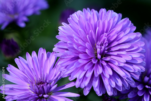 Canvas Print purple chinese aster in the tropical garden