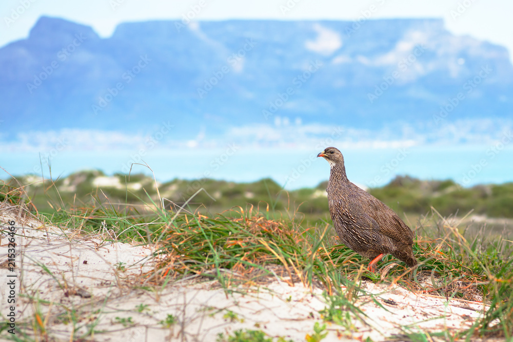 Cape spurfowl (Pternistis capensis) on background of Table Mountain, Cape Town Cape spurfowl (Pternistis capensis) on background of Table Mountain, Cape Town