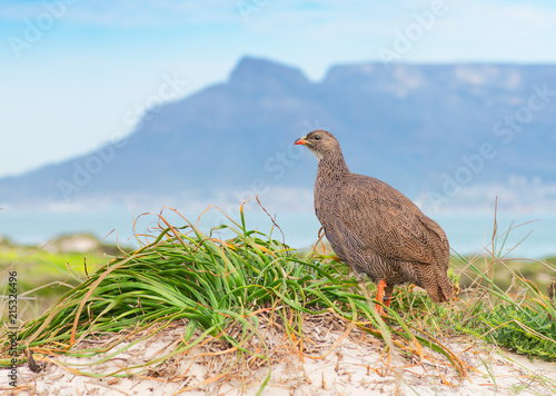Cape spurfowl (Pternistis capensis) on background of Table Mountain, Cape Town