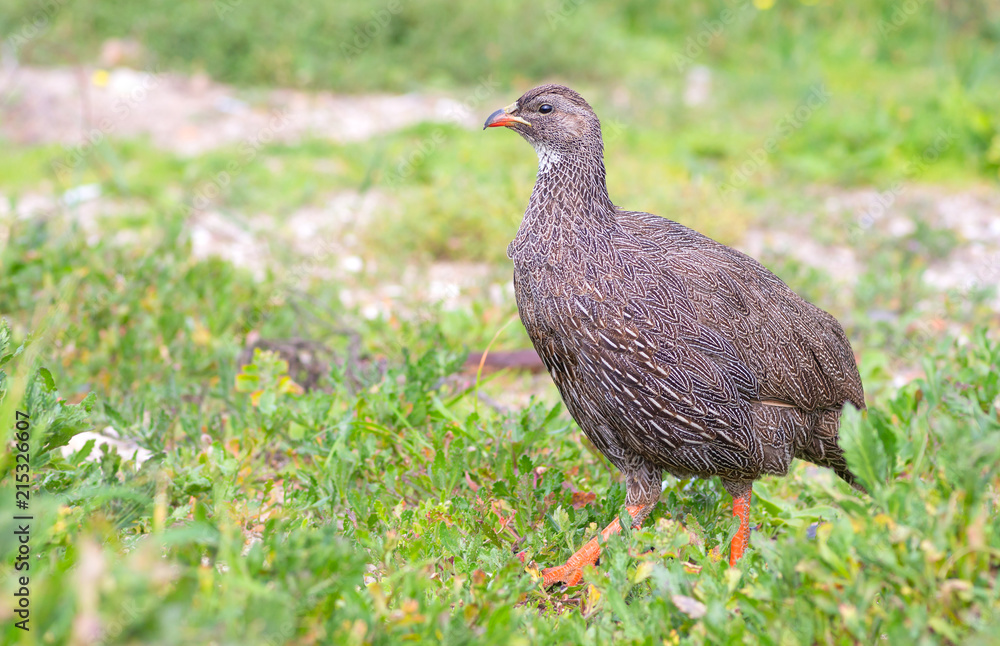 Cape spurfowl (Pternistis capensis) in Table Bay Nature Reserve