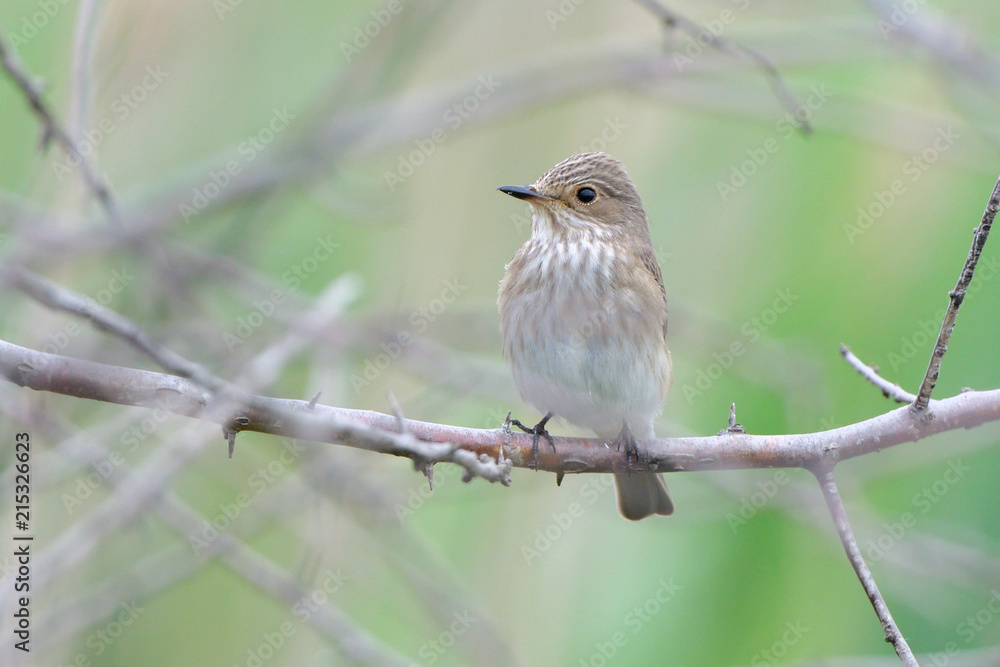 Fototapeta premium Spotted flycatcher (Muscicapa striata)