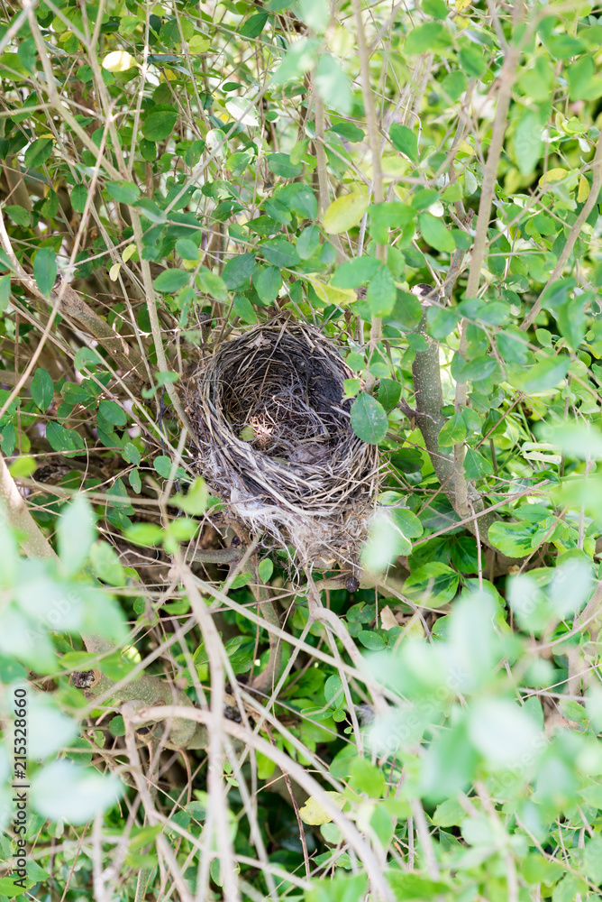 Obraz premium Empty bird nest