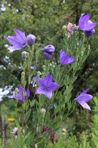 Bellflower Campanula carpatica