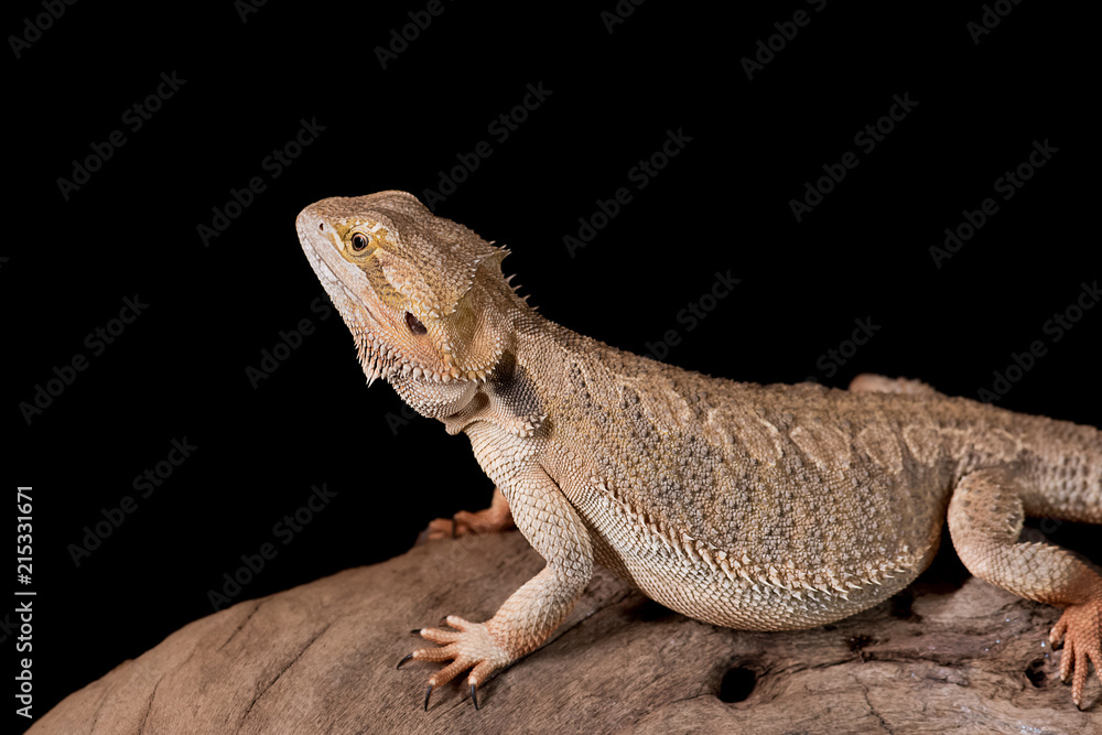 A close up side view of a bearded dragon. It is standing on an old log facing and looking to the left. The background is black with copy space
