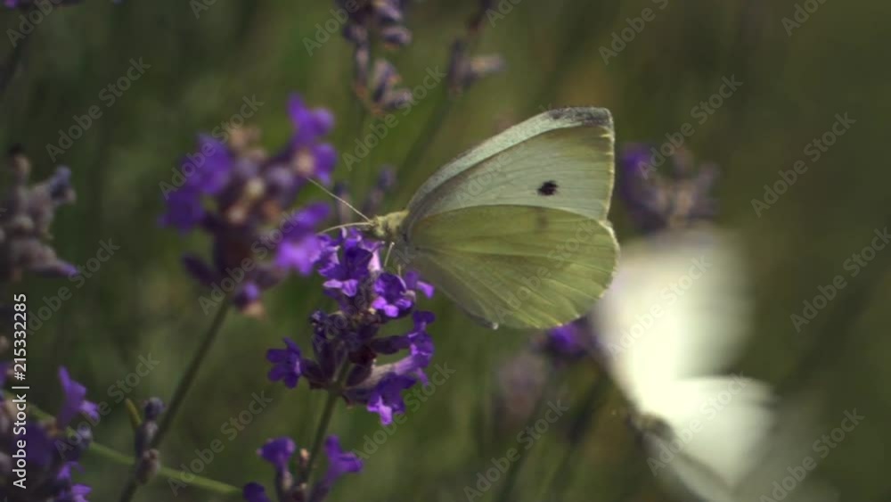 Slow-Motion of White Butterfly on a flowering lavender meadow. Slow-Motion of White Butterfly on a flowering lavender meadow.