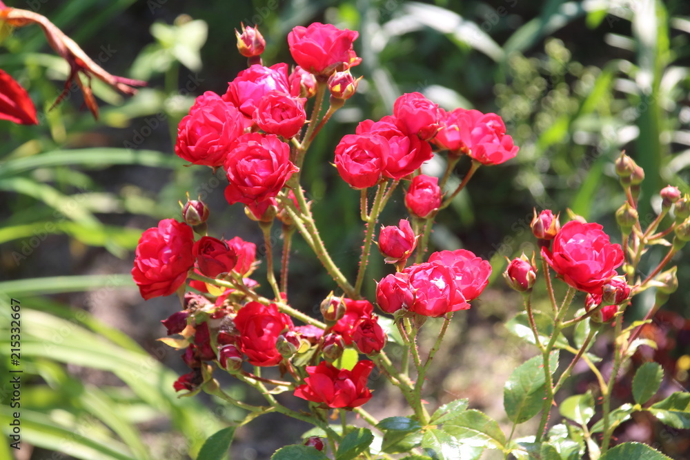 Bud of red rose Bud of red rose