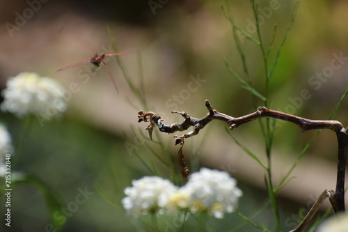 Dragon fly  in the garden North Cyprus © NATALIIA TOSUN