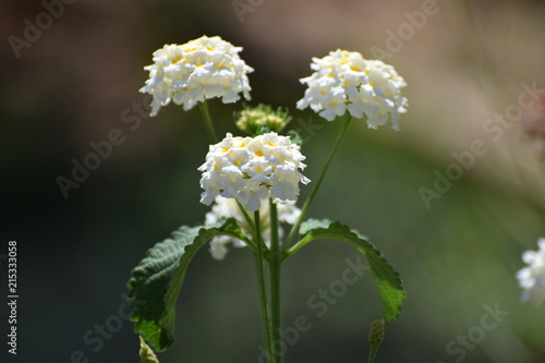 Cyprus garden flower