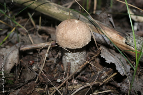 Mushroom berry growing in the forest