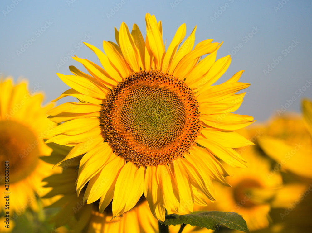Obraz premium girasol