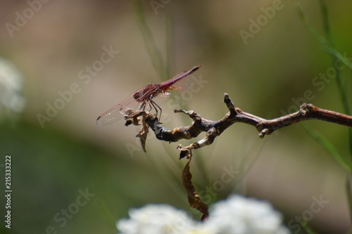 Dragon fly  in the garden North Cyprus