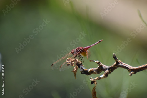 Dragon fly  in the garden North Cyprus