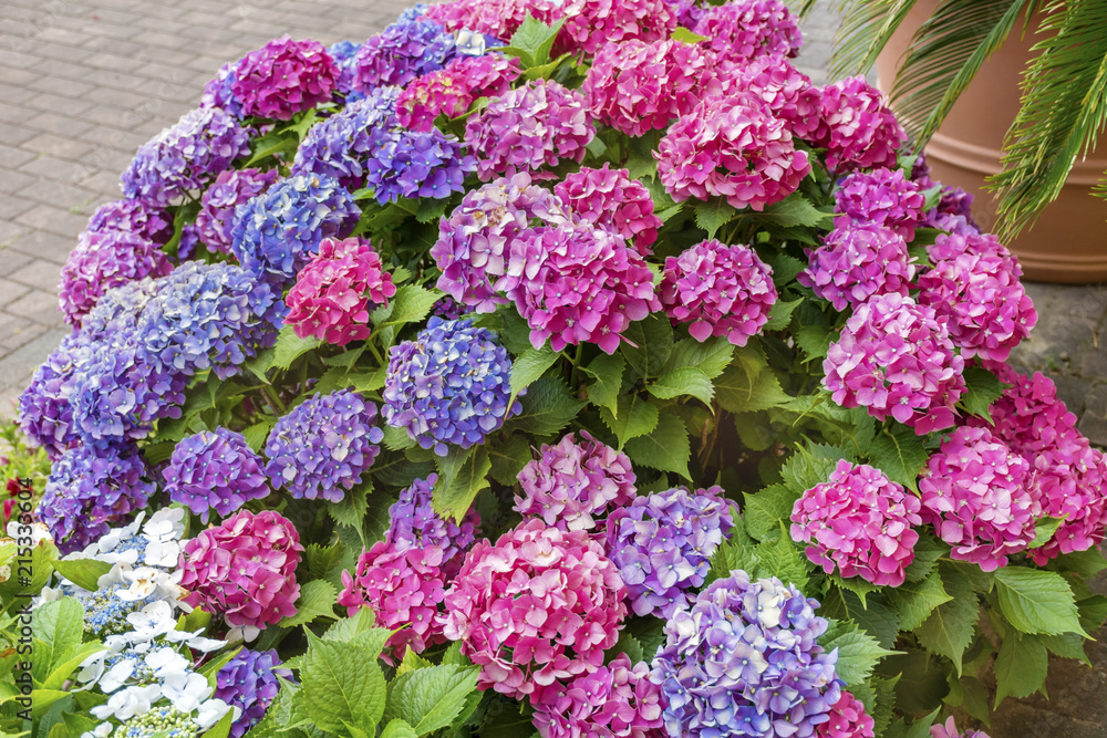 Blooming Pink and Purple Hydrangea Flowers in a Garden Blooming Pink and Purple Hydrangea Flowers in a Garden
