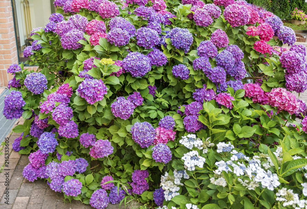 Fototapeta premium Blooming Pink and Purple Hydrangea Flowers in a Garden