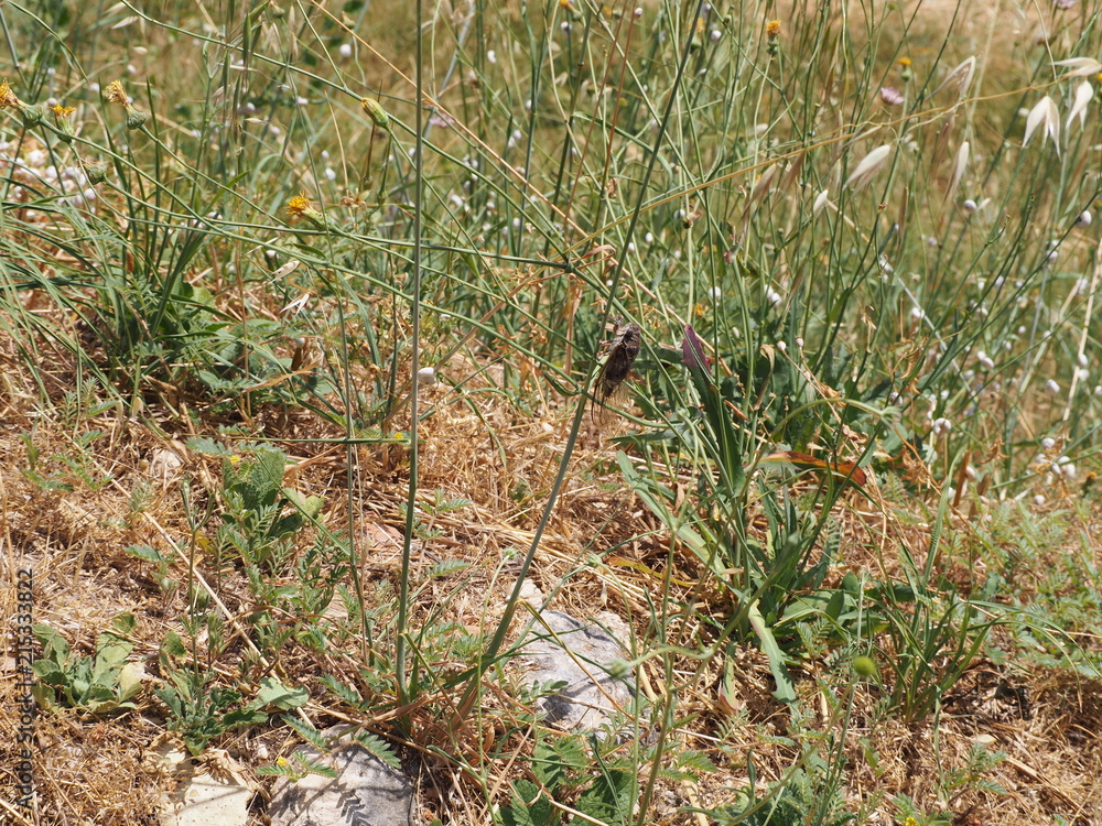 Obraz premium Cicada