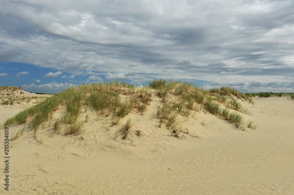 High green grass grows on the sand dune High green grass grows on the sand dune