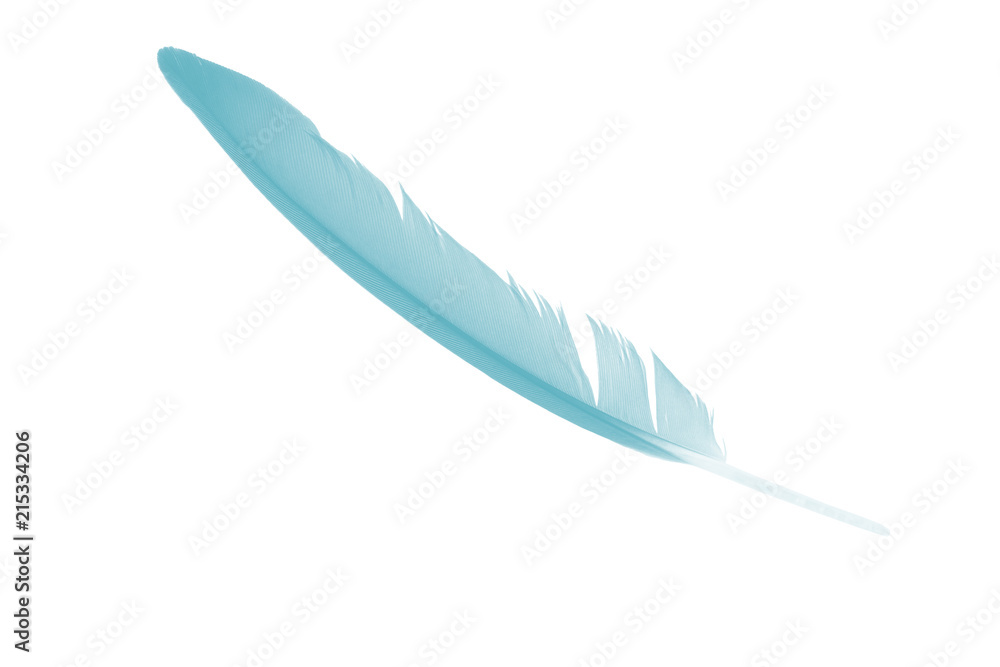 feather color turquoise emerald green on white background feather color turquoise emerald green on white background