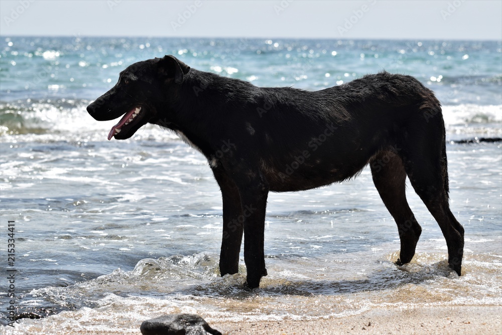 wild dog seaside wild dog seaside