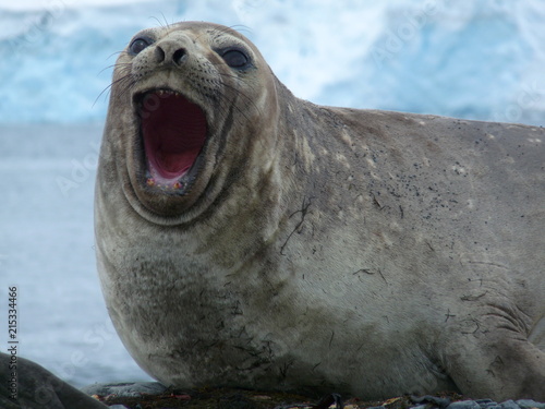 Yawning elephant seal