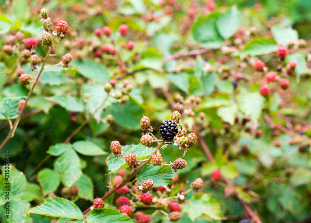 Ripening of the blackberries Ripening of the blackberries