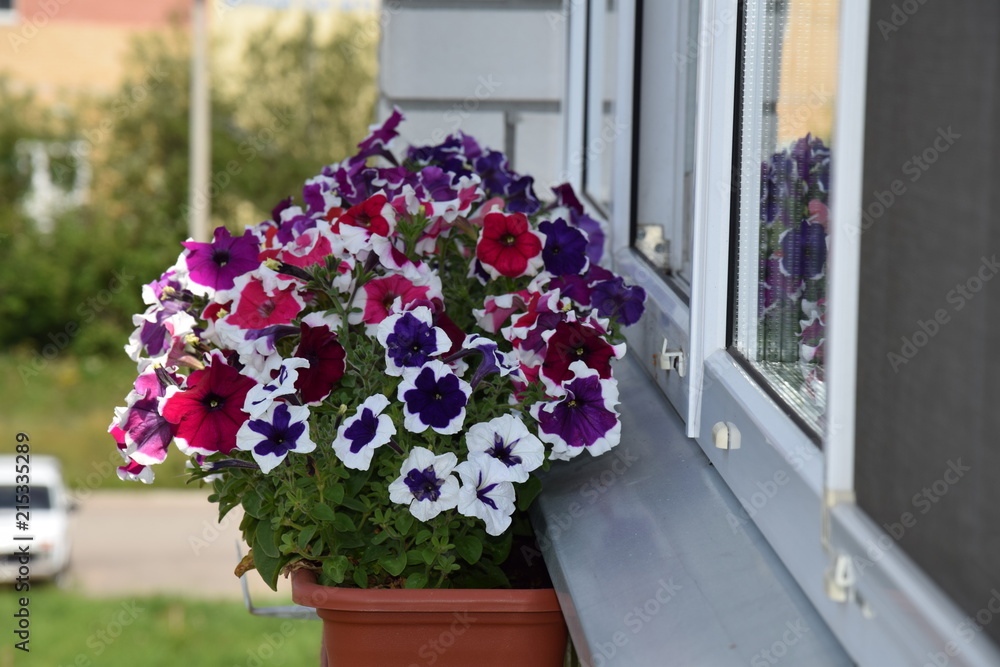 petunia, flower, pot, pink, decoration, floral, balcony petunia, flower, pot, pink, decoration, floral, balcony