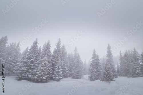 Winter scenery in the mountains, with a fir tree forest, on an overcast, misty, day © Calin Tatu