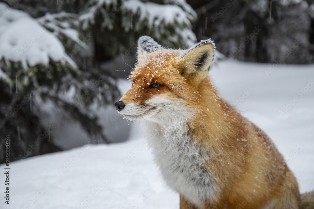 Wild red fox in alpine environment, in winter
