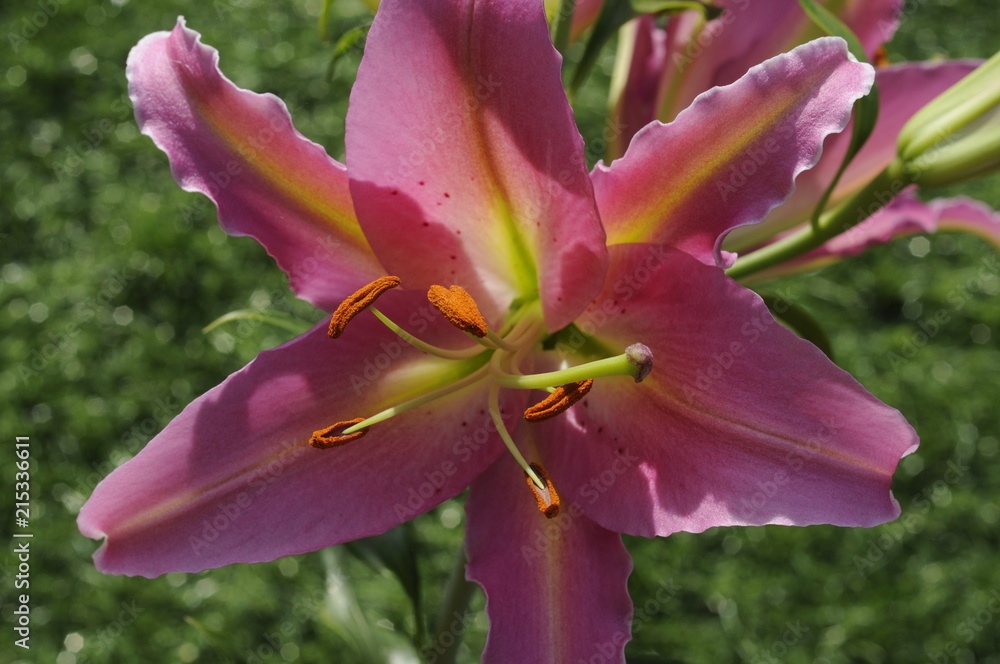 Fototapeta premium lillium8
