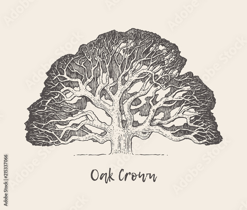 Old oak tree hand drawn engraved style, vector